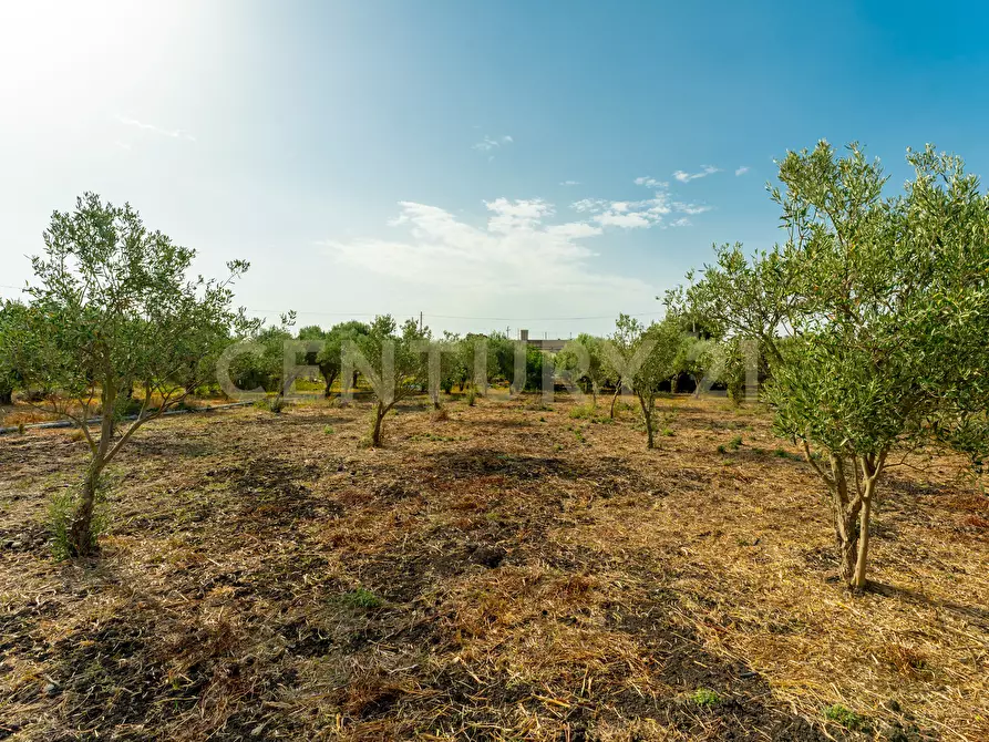 Immagine 11 di Terreno agricolo in vendita  in Strada Statale 194 a Carlentini