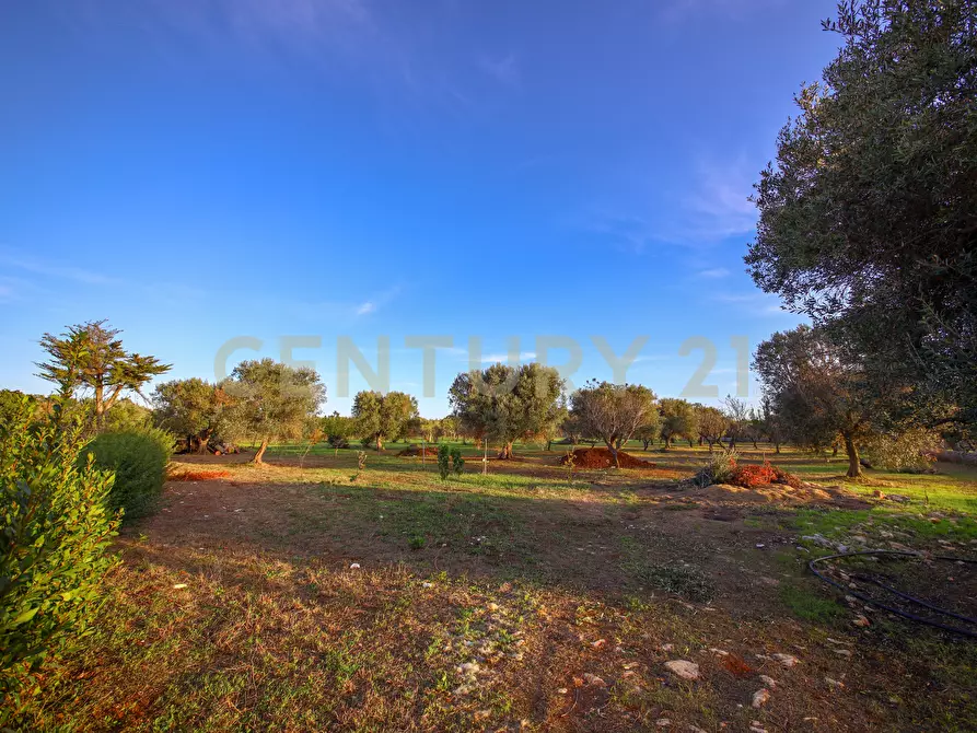 Immagine 25 di Villa in vendita  a Carovigno