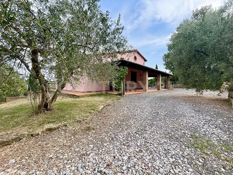 Immagine 20 di Azienda agricola in vendita  in località colle di lupo a Magliano In Toscana