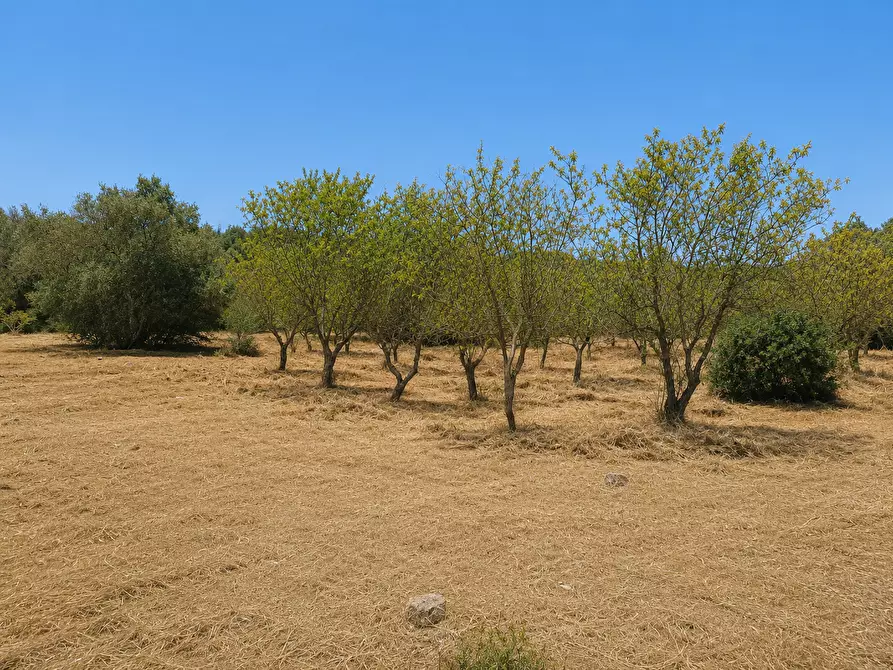 Immagine 3 di Terreno agricolo in vendita  in Contrada San Benedetto a Ostuni