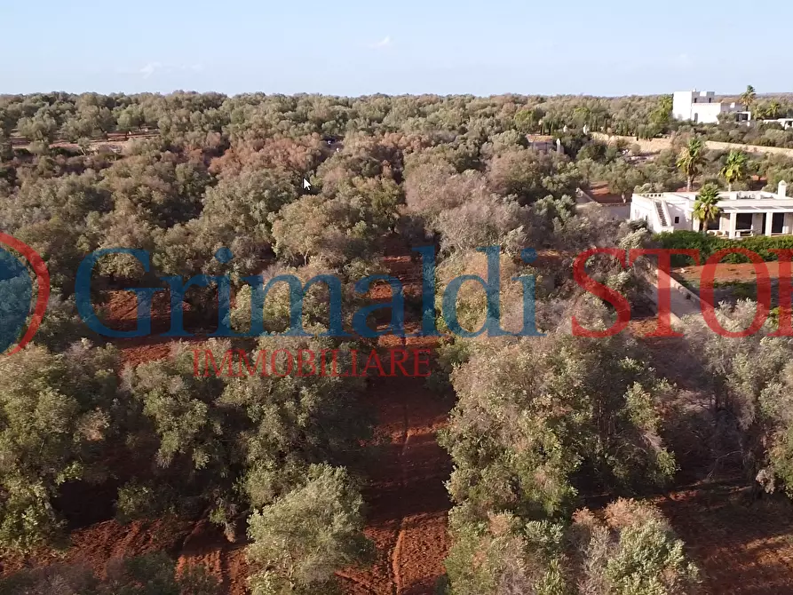 Immagine 3 di Terreno agricolo in vendita  a Manduria