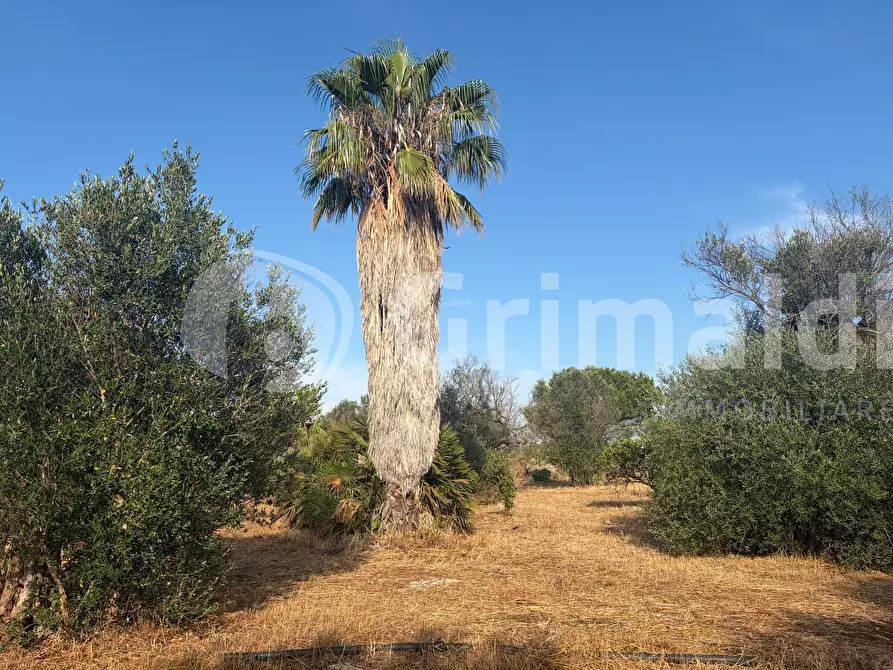 Immagine 24 di Terreno agricolo in vendita  in Contrada Coline a Alezio