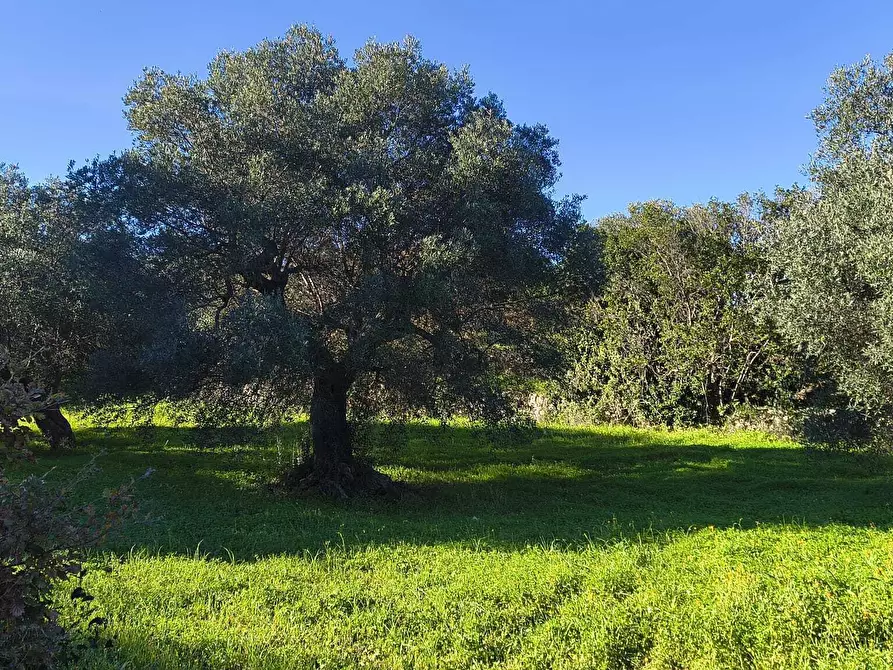Immagine 4 di Casa indipendente in vendita  in Contrada Petrarolo a Monopoli
