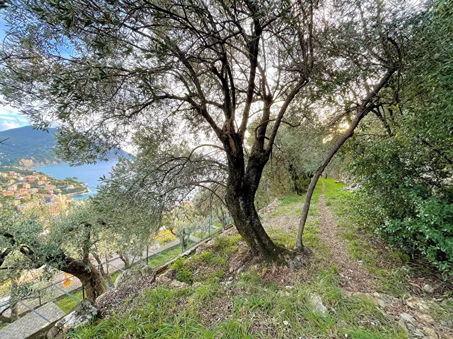 Immagine 15 di Terreno edificabile in vendita  in Via alla Pineta 2 a Recco