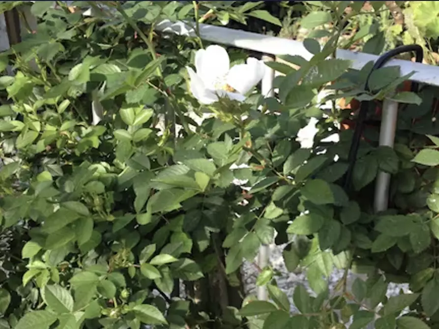 Immagine 80 di Casa indipendente in vendita  a Massarosa