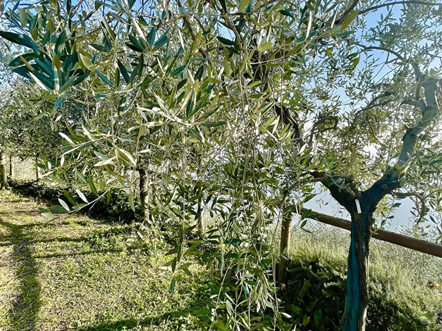 Immagine 11 di Baita in vendita  a Pietrasanta