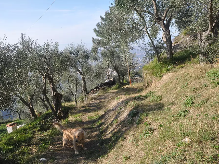 Immagine 6 di Baita in vendita  a Pietrasanta