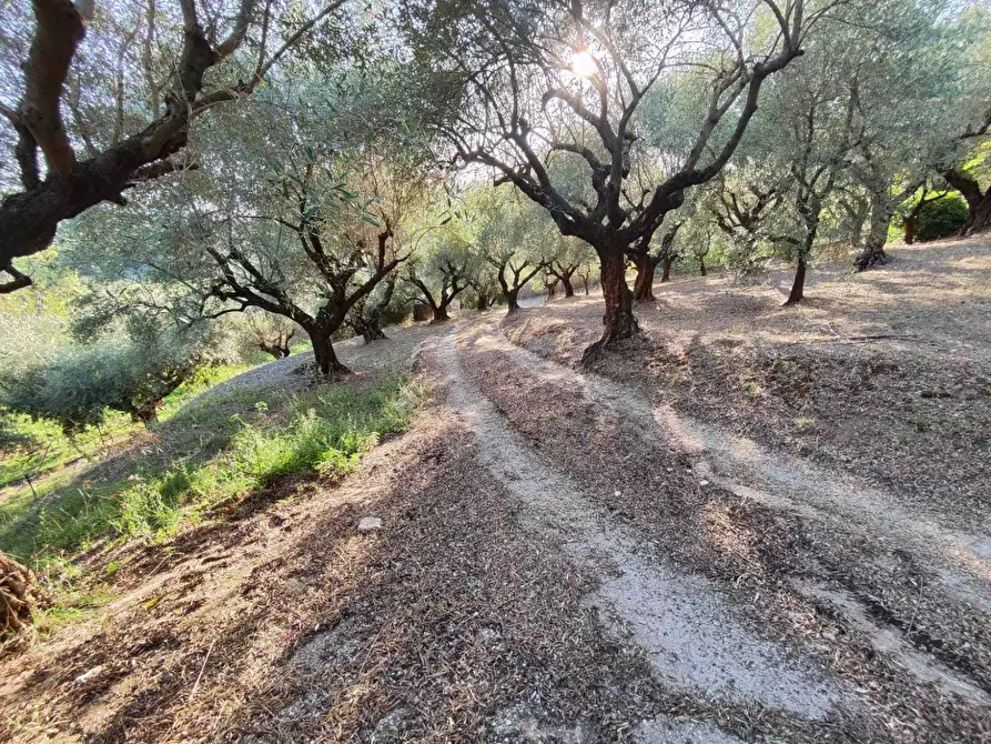 Immagine 6 di Terreno agricolo in vendita  in via caolini a Marcellina