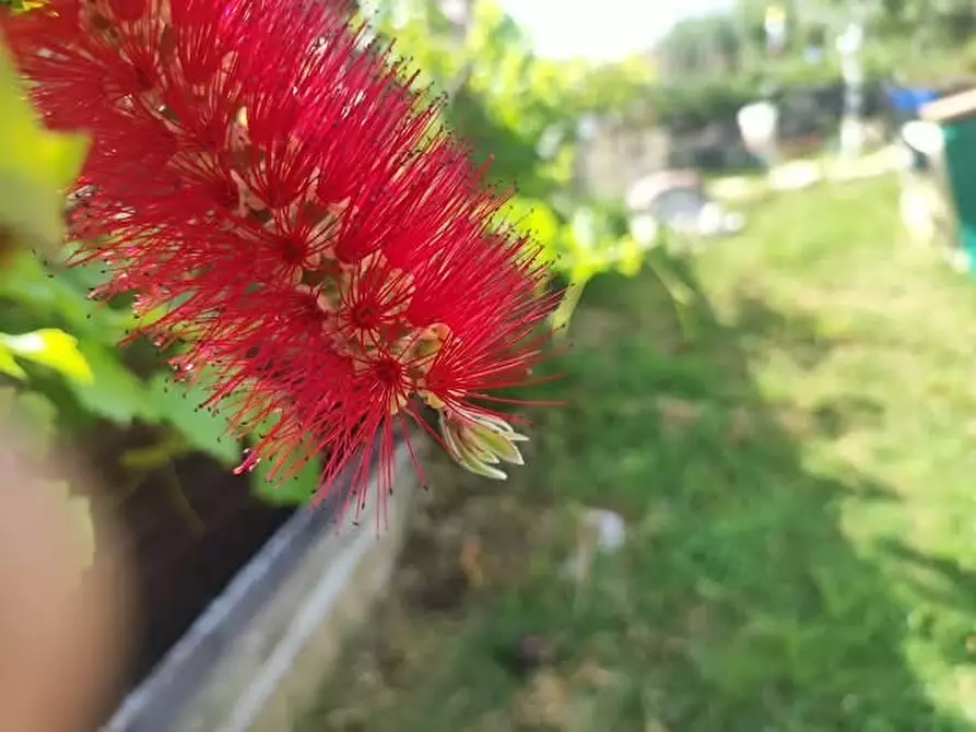 Immagine 10 di Terreno agricolo in vendita  in via monte palombino a Fonte Nuova