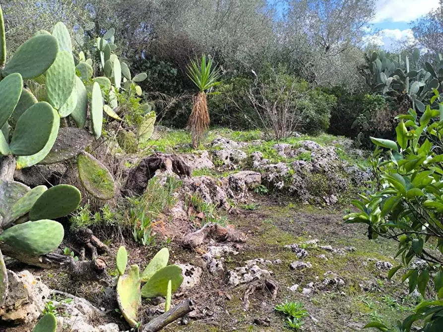 Immagine 24 di Villa in vendita  in Strada Vicinale Li Curuneddi Tronco B a Sassari