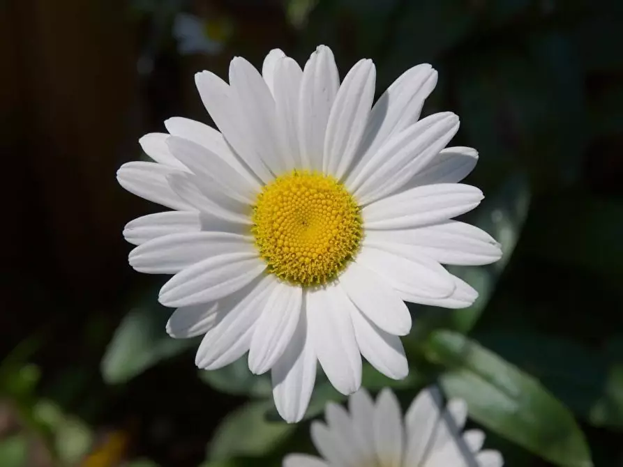 Immagine 8 di Attività commerciale in vendita  in Crespiatica via Dante Alighieri 25 a Crespiatica
