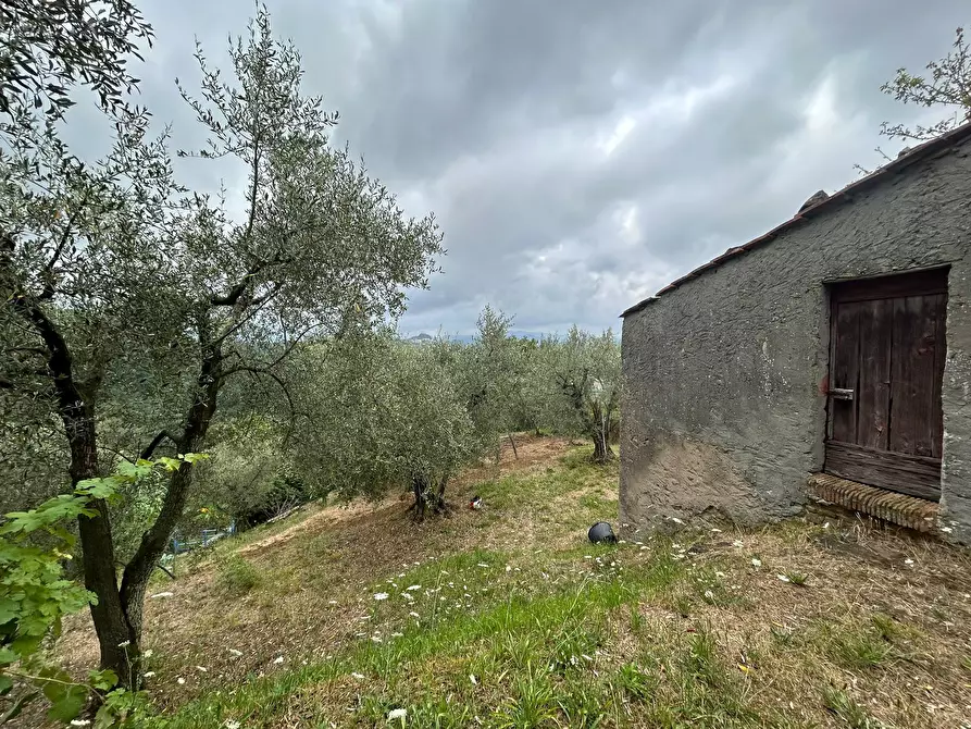 Immagine 6 di Terreno agricolo in vendita  a Arcola
