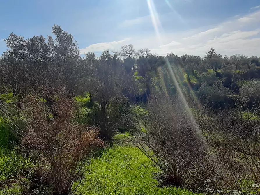 Immagine 6 di Terreno agricolo in vendita  in via raiello a Montecorvino Rovella