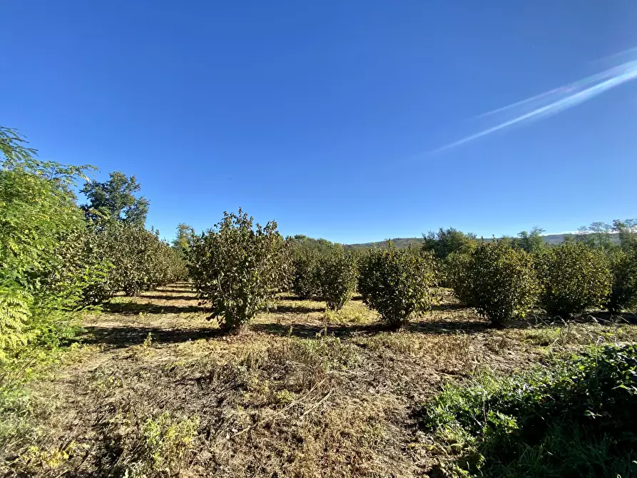 Immagine 1 di Terreno agricolo in vendita  in località valle 1 a Piozzo