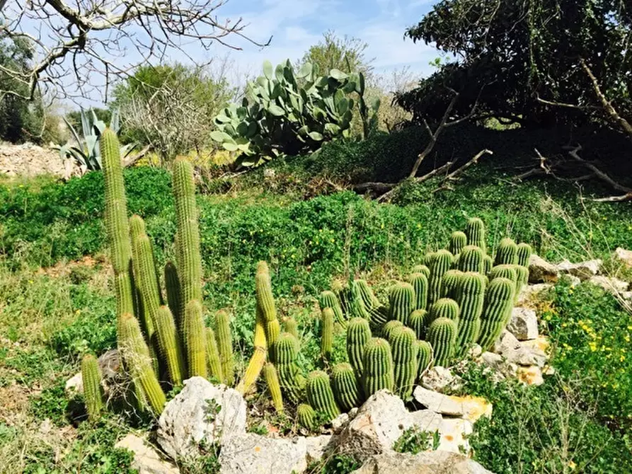 Immagine 15 di Terreno edificabile in vendita  in Contrada Giovannarolla a Ostuni