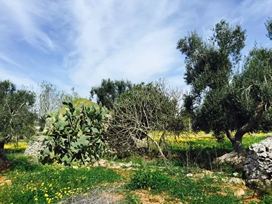Immagine 13 di Terreno edificabile in vendita  in Contrada Giovannarolla a Ostuni