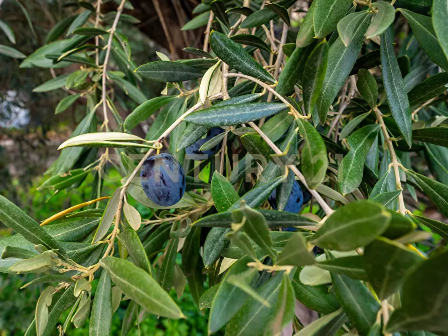 Immagine 32 di Terreno agricolo in vendita  in Via Cerza 35 a San Gregorio Di Catania