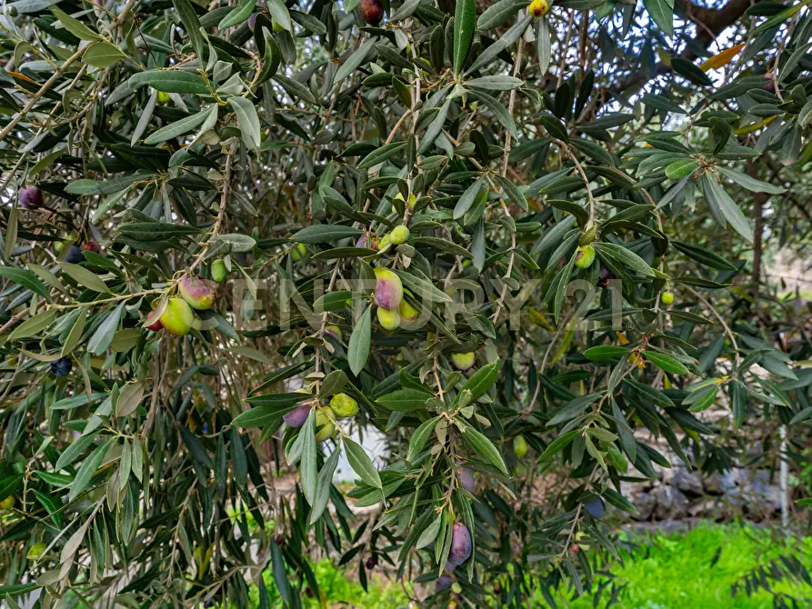 Immagine 38 di Terreno agricolo in vendita  in Via Cerza 35 a San Gregorio Di Catania