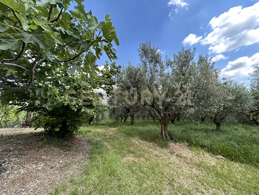 Immagine 2 di Rustico / casale in vendita  in Via Postuman a Mezzane Di Sotto