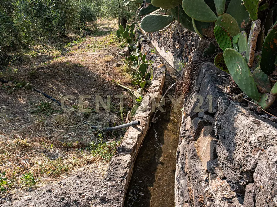 Immagine 50 di Terreno agricolo in vendita  in Via San Leo a Adrano
