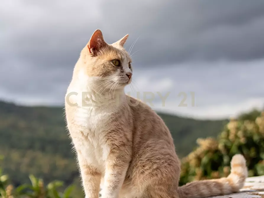 Immagine 70 di Trilocale in vendita  in Via delle Fornaci a Murlo