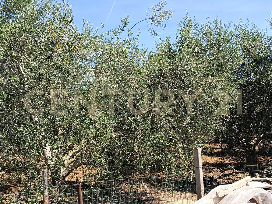 Immagine 15 di Rustico / casale in vendita  in SR74 148 a Orbetello