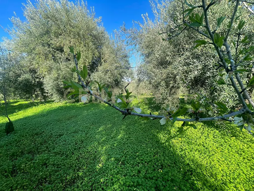 Immagine 39 di Terreno agricolo in vendita  in contrada agnelleria a Belpasso