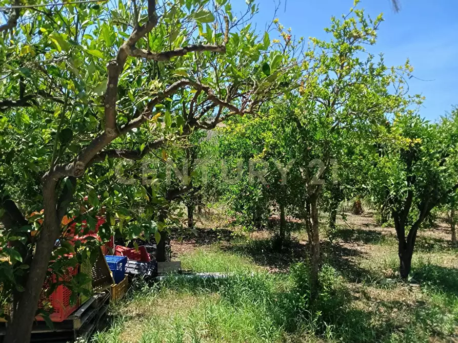 Immagine 24 di Terreno agricolo in vendita  in Contrada Agnelleria a Belpasso