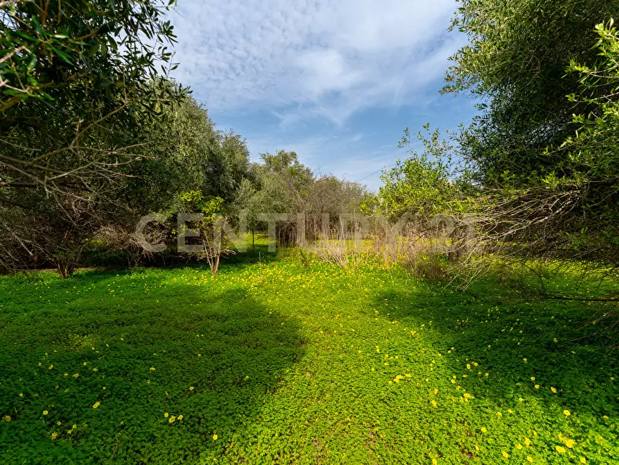 Immagine 6 di Terreno agricolo in vendita  in Contrada Vaccarizzo a Catania