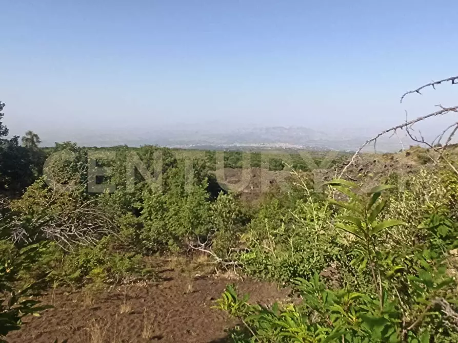 Immagine 25 di Terreno agricolo in vendita  in C.da Filiciusa a Biancavilla