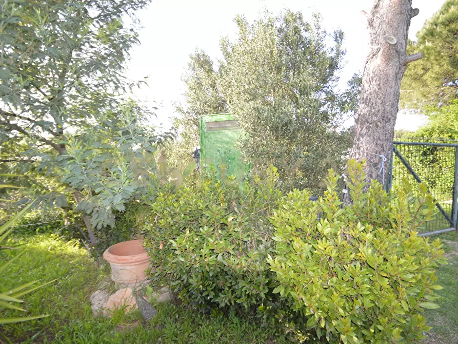 Immagine 24 di Terreno agricolo in vendita  in Loc. quattrostrade a Orbetello