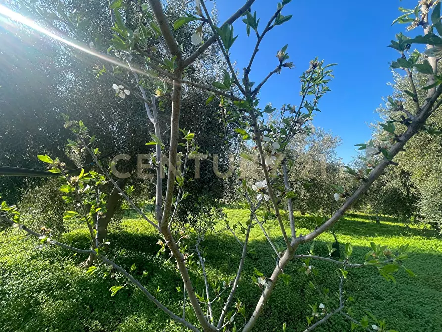 Immagine 40 di Terreno agricolo in vendita  in contrada agnelleria a Belpasso