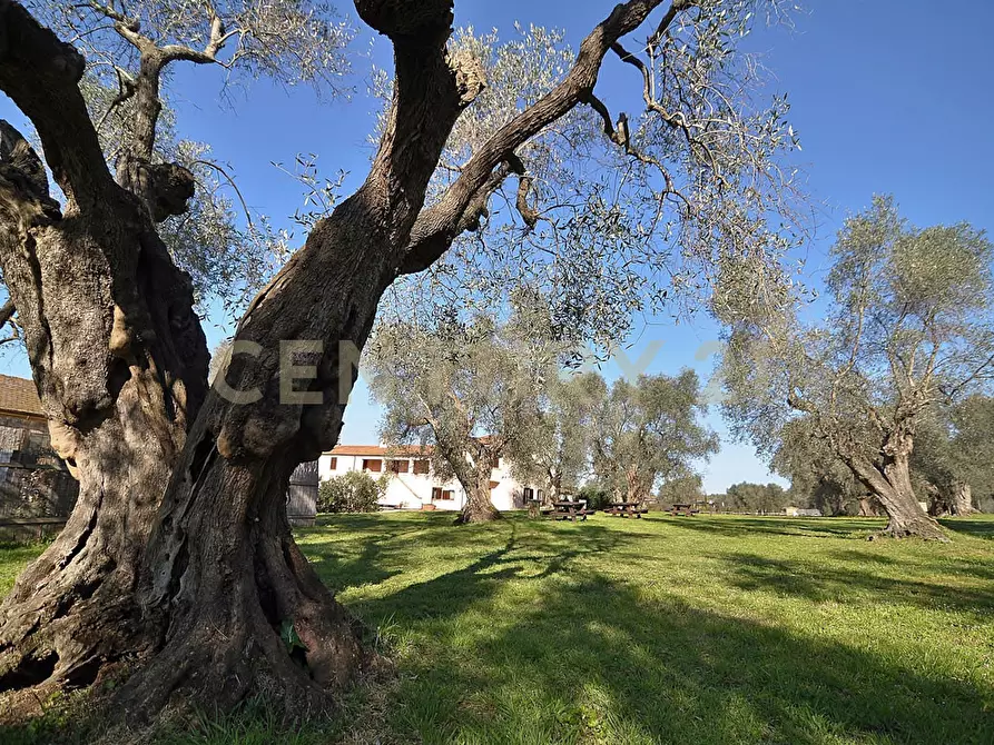 Immagine 26 di Rustico / casale in vendita  a Grosseto