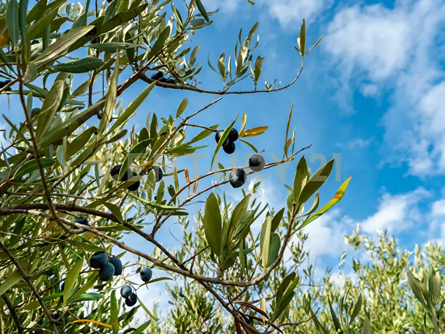 Immagine 20 di Terreno agricolo in vendita  in Via Cerza 35 a San Gregorio Di Catania