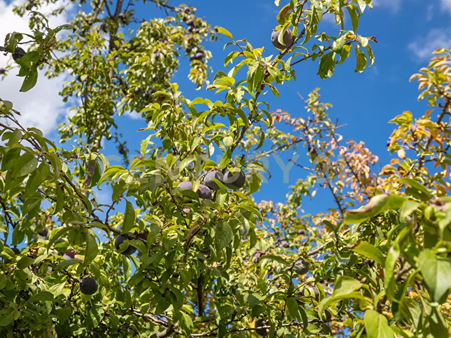 Immagine 32 di Villa in vendita  in Contrada Scolaro Cisterna a Adrano