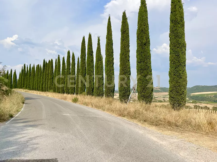 Immagine 7 di Azienda agricola in vendita  in località colle di lupo a Magliano In Toscana
