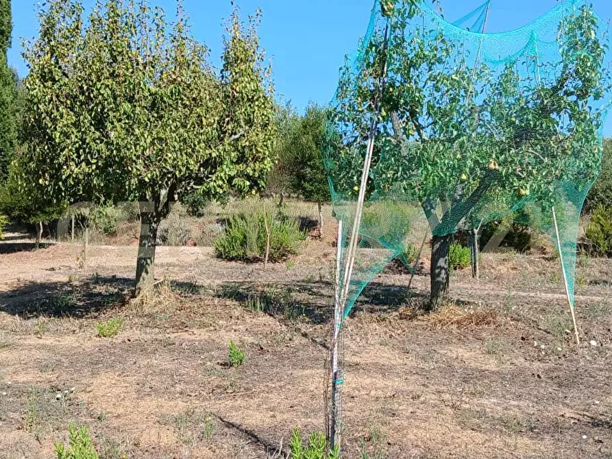Immagine 44 di Azienda agricola in vendita  in località poggio al capraio snc a Roccastrada