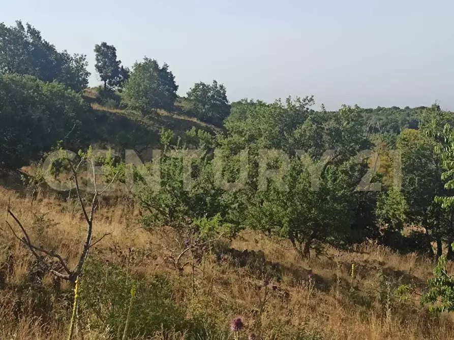 Immagine 38 di Terreno agricolo in vendita  in C.da Filiciusa a Biancavilla