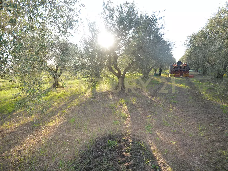 Immagine 14 di Terreno agricolo in vendita  in Strada del Querciolo 125 a Grosseto
