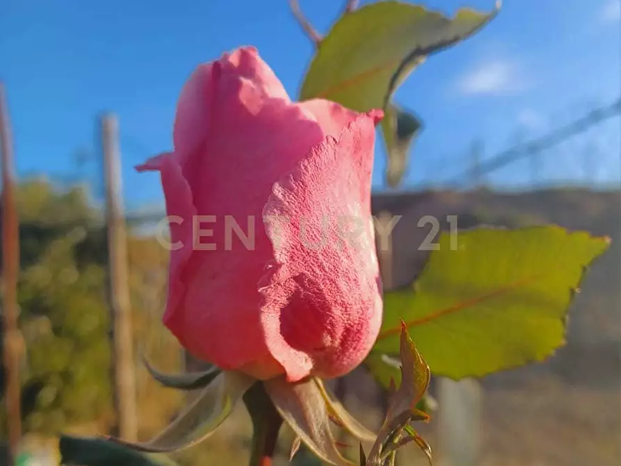Immagine 12 di Terreno agricolo in vendita  in Contrada Agnelleria a Belpasso