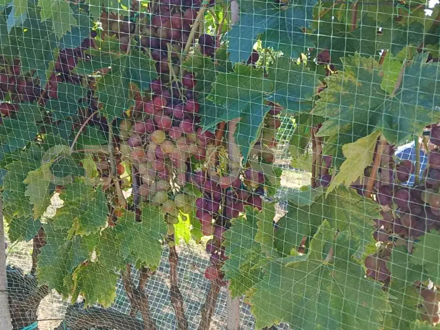 Immagine 23 di Azienda agricola in vendita  in località poggio al capraio snc a Roccastrada