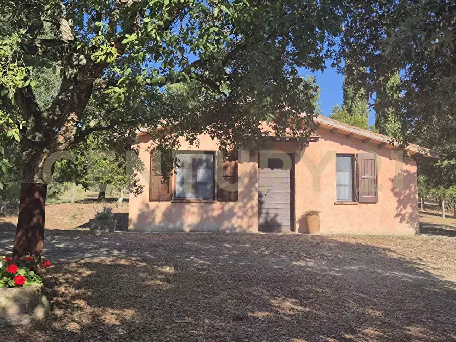 Immagine 24 di Azienda agricola in vendita  in località poggio al capraio snc a Roccastrada