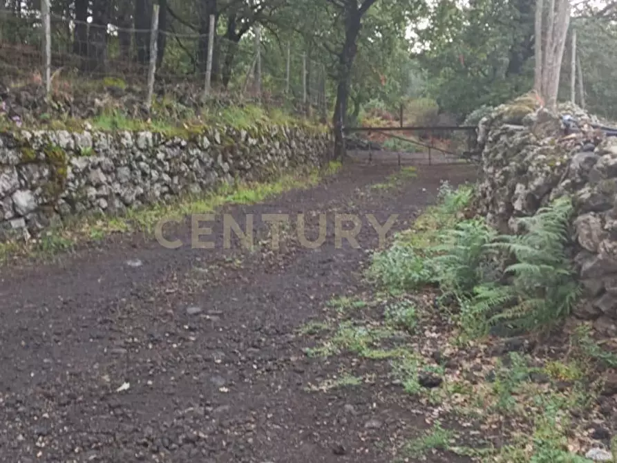 Immagine 4 di Terreno agricolo in vendita  in contrada porcheria SNC a Maletto