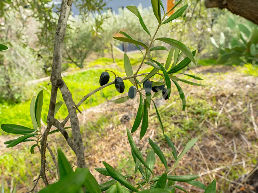 Immagine 14 di Terreno agricolo in vendita  in Via Cerza 35 a San Gregorio Di Catania
