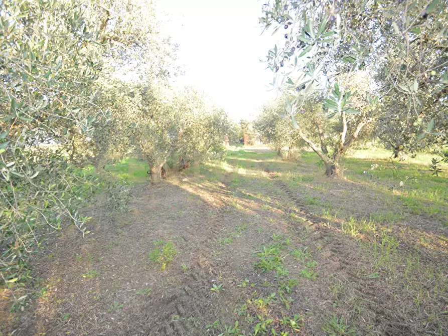 Immagine 25 di Terreno agricolo in vendita  in Strada del Querciolo 125 a Grosseto