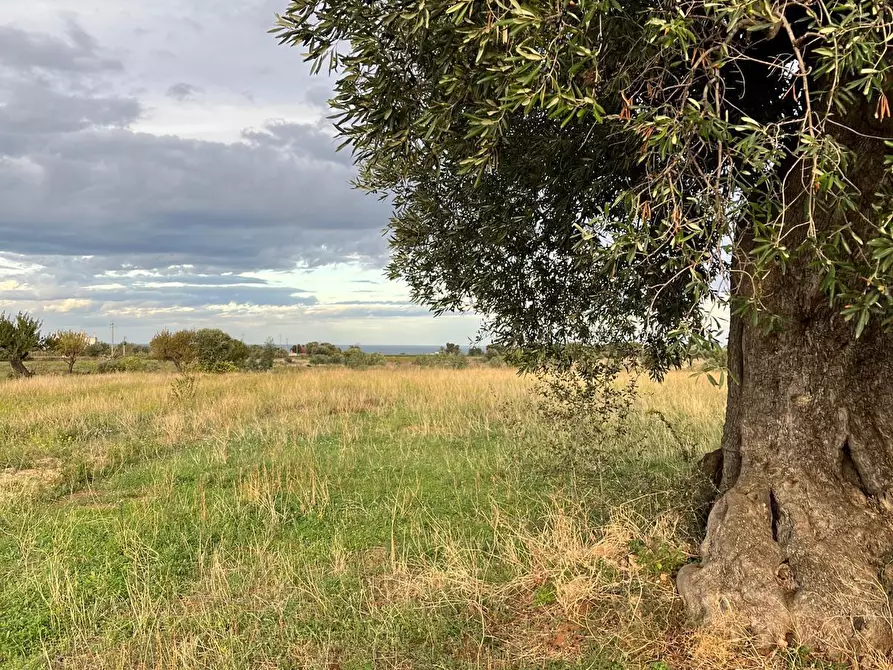 Immagine 11 di Terreno agricolo in vendita  in Contrada Cerasina a Fasano