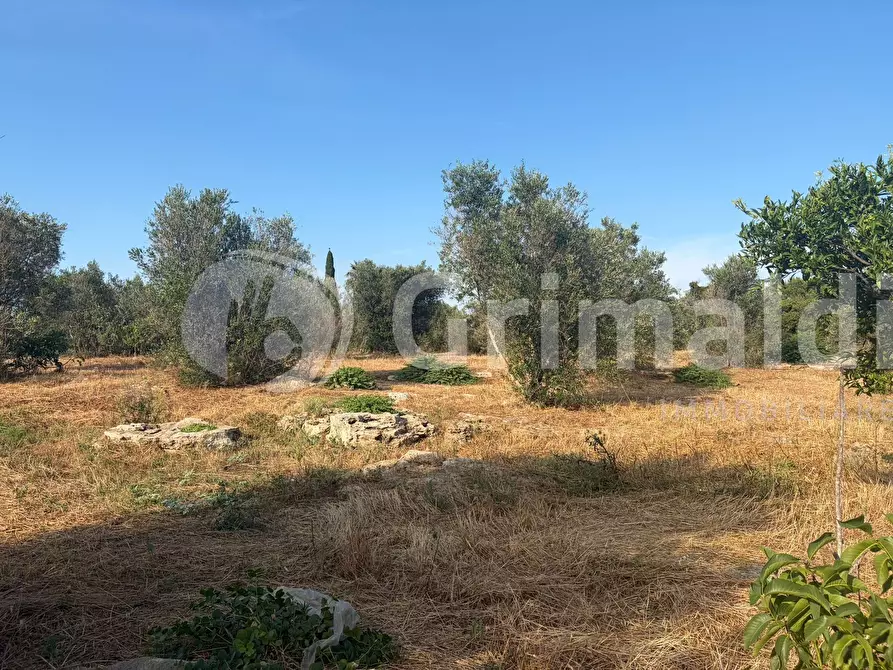 Immagine 29 di Terreno agricolo in vendita  in Contrada Coline a Alezio