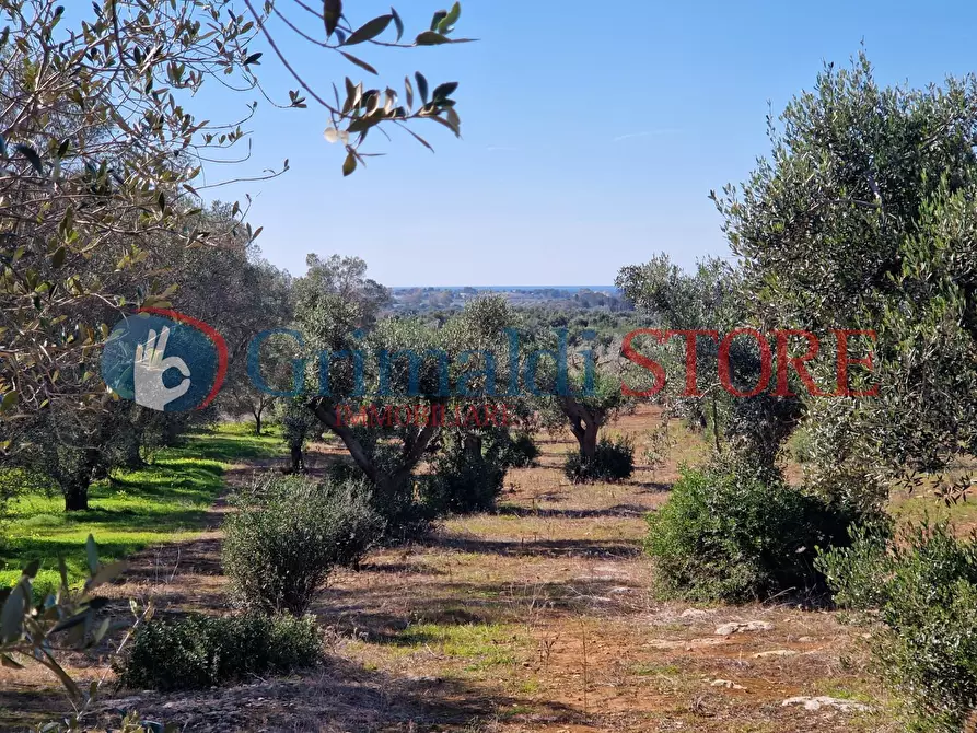 Immagine 21 di Casa indipendente in vendita  a Porto Cesareo
