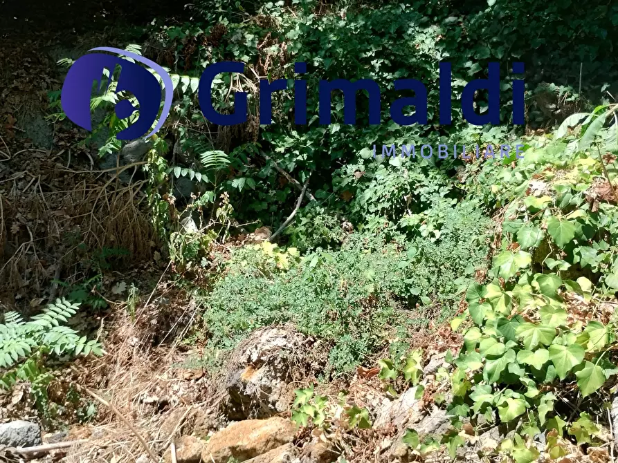 Immagine 11 di Terreno agricolo in vendita  in Corsa Regina Elena SNC a Barano D'ischia