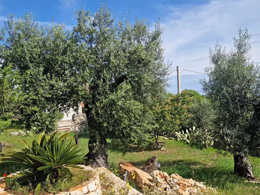 Immagine 10 di Rustico / casale in vendita  in C.da Peroscia a Monopoli